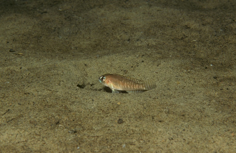 Lamprologus laparogramma 'Mupapa'